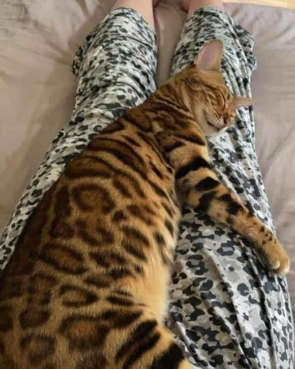 Missing Cat - Malvern