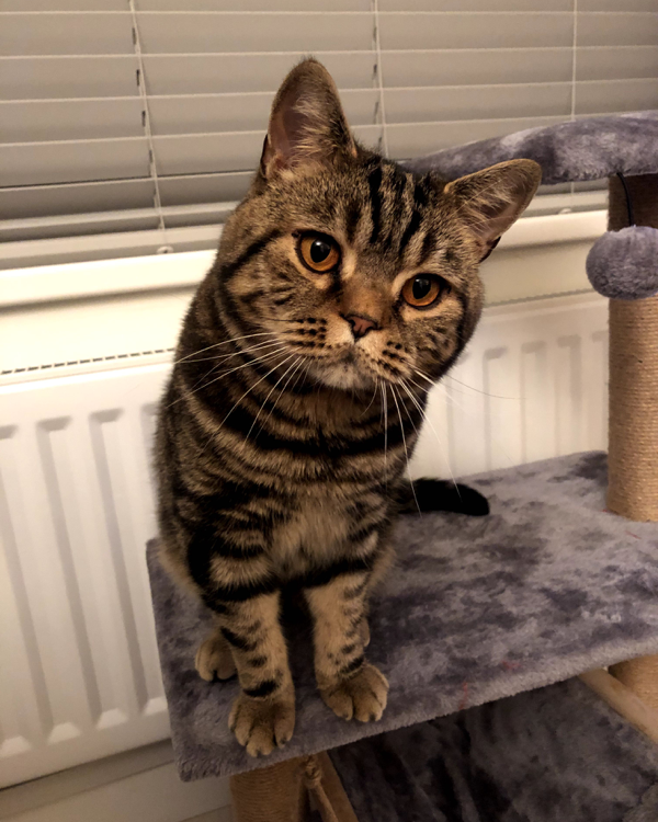 Missing Cat - Burton Pedwardine