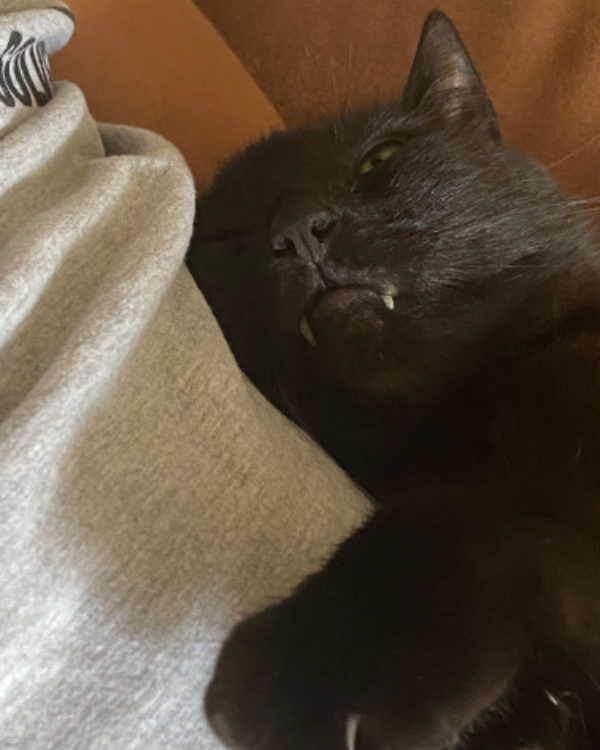 Missing Cat - Beverley