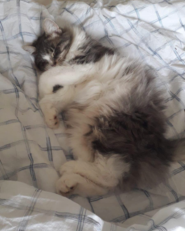 Missing Cat - Hereford