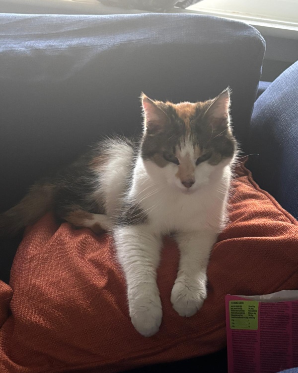 Missing Cat - Glasgow