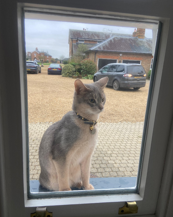 Missing Cat - Whitwell