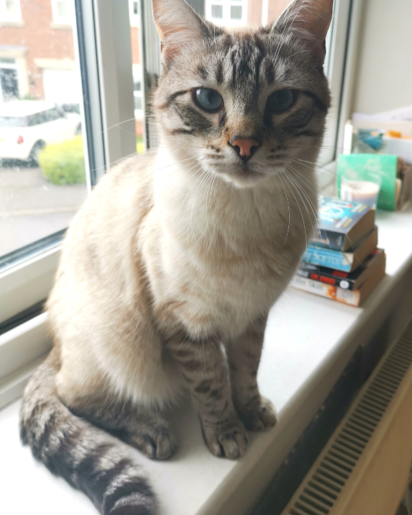 Missing Cat - Grantham