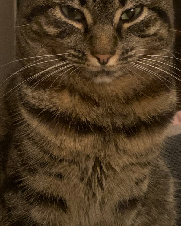 Missing Cat - Chigwell