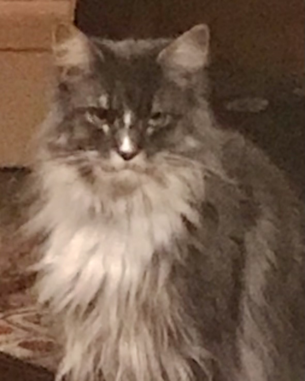 Found Cat - Brayford/Charles Area