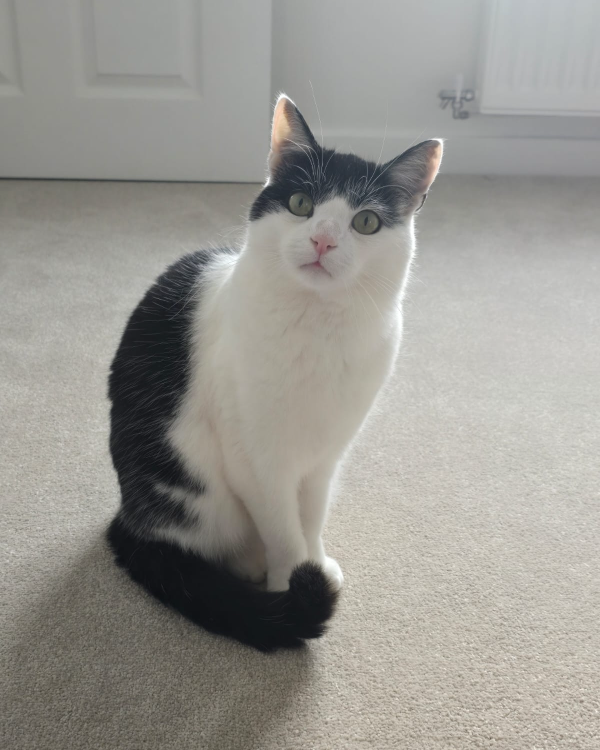 Missing Cat - Tranent