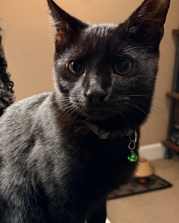 Found Cat - Eastleigh