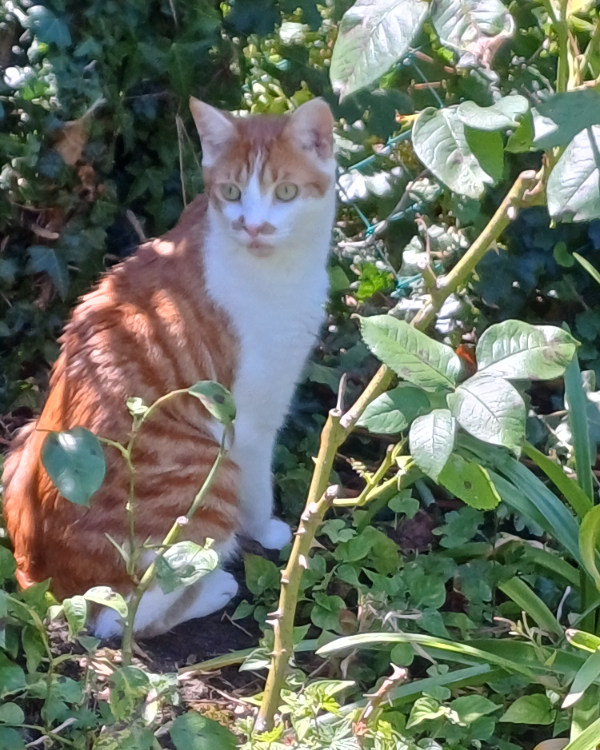 Found Cat - Witnesham