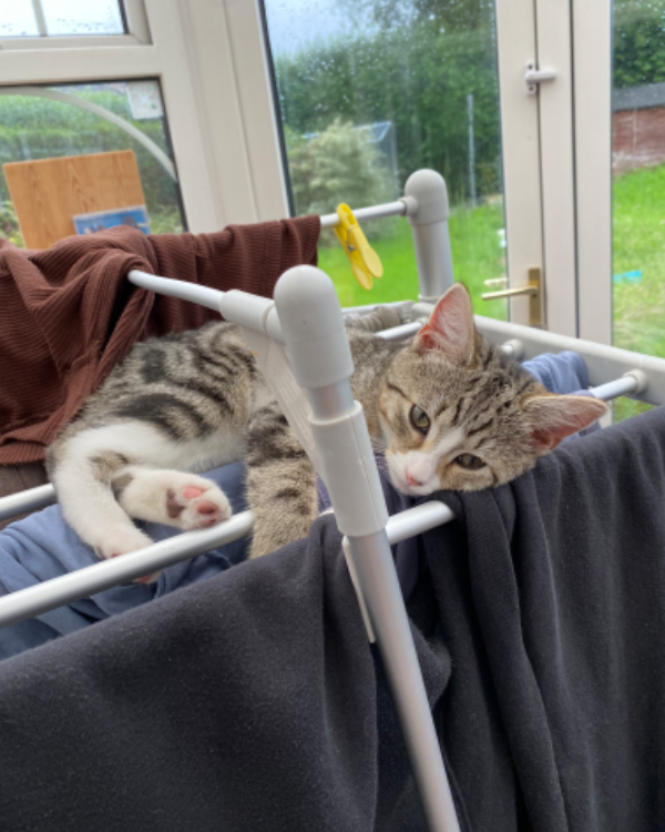 Missing Cat - Driffield