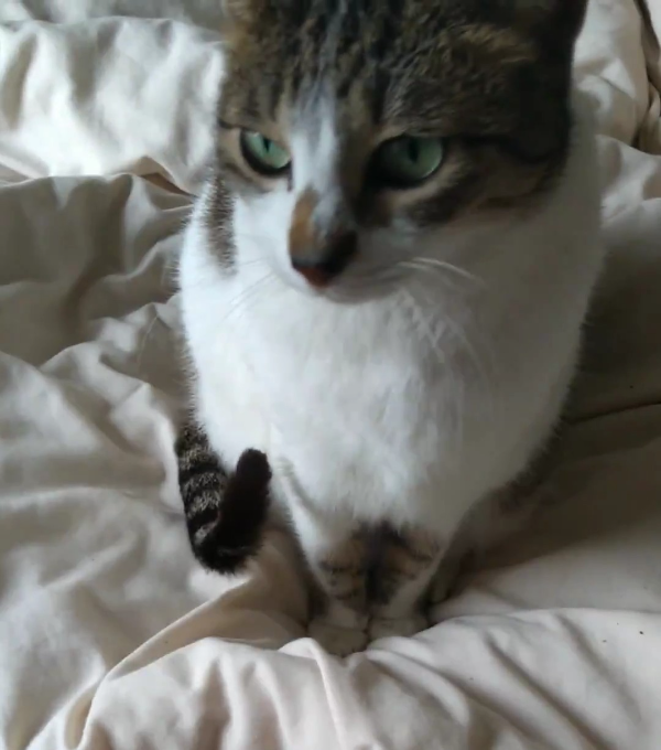 Missing Cat - Peebles