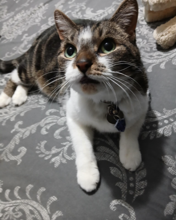 Found Cat - Liverpool