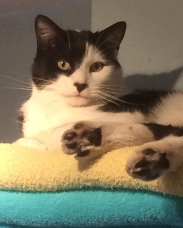 Missing Cat - Comrie