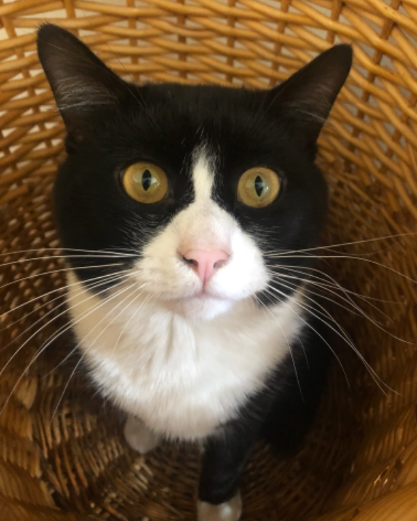 Missing Cat - Launceston