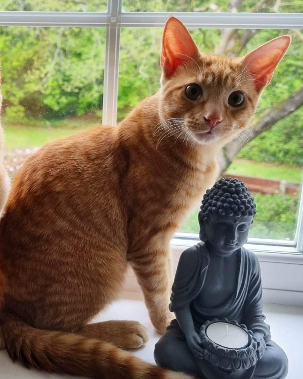 Missing Cat - Norwich