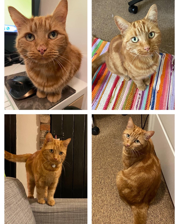 Missing Cat - Winterton