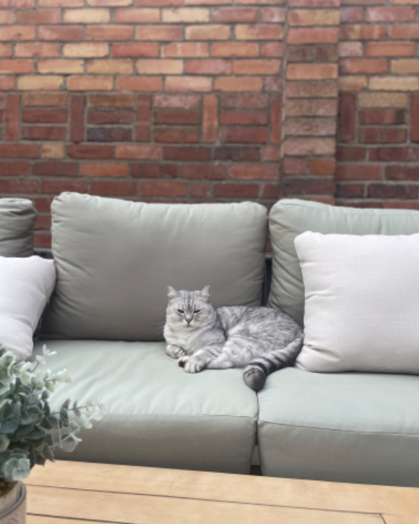 Found Cat - Saundersfoot