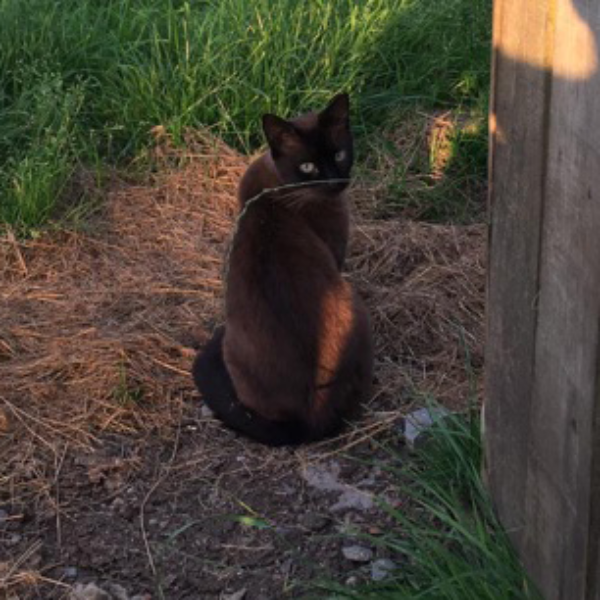 Missing Cat - Unknown