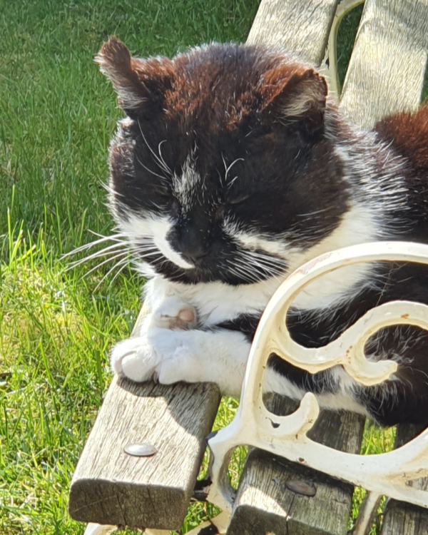 Missing Cat - Watton