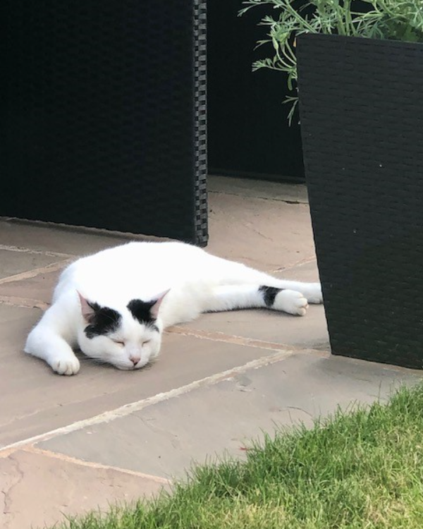 Missing Cat - Church Stretton