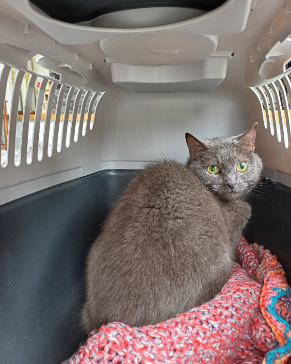 Missing Cat - West Moors