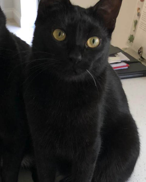 Found Cat - Stocksfield