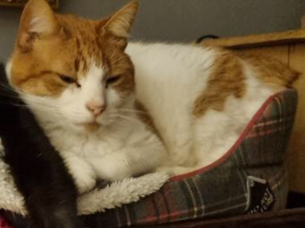 Missing Cat - Beverley