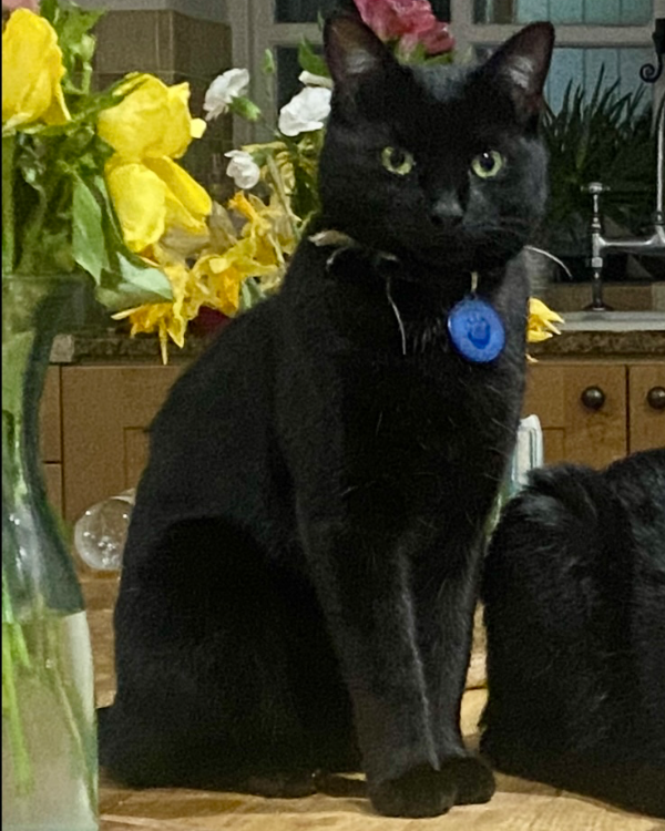 Found Cat - ROWDEN HR7 