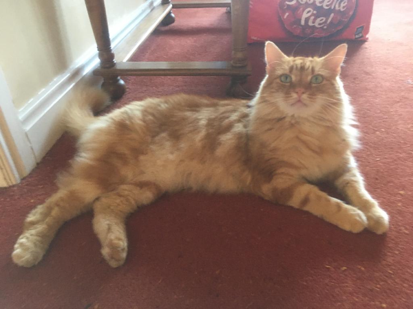 Missing Cat - Darlington