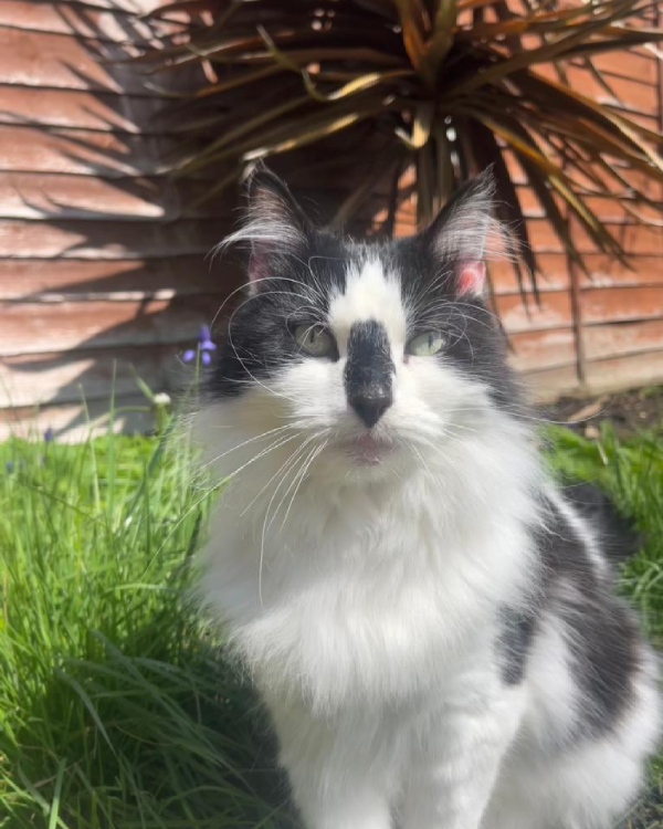 Missing Cat - Dereham