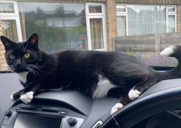 Missing Cat - Chinnor