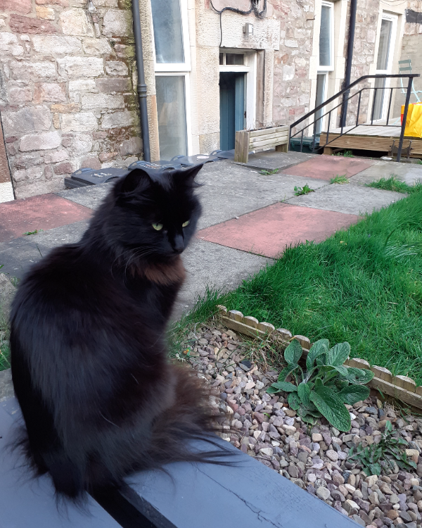 Missing Cat - Selkirk