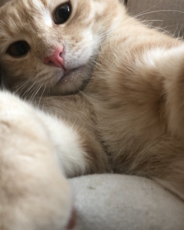 Missing Cat - Portadown