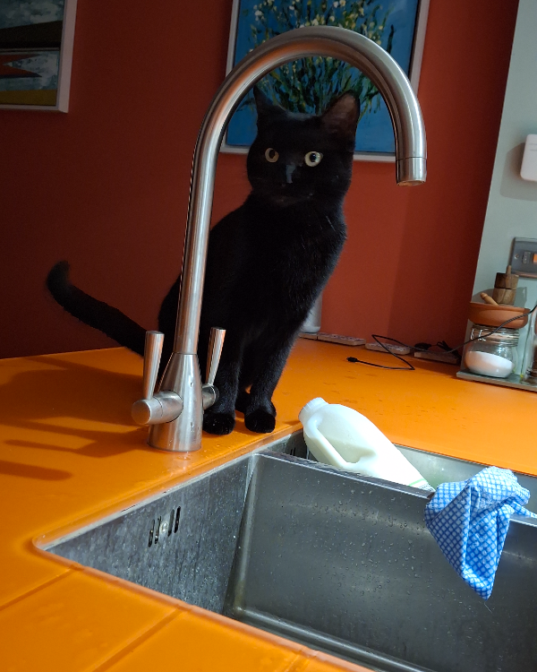 Missing Cat - Ventnor