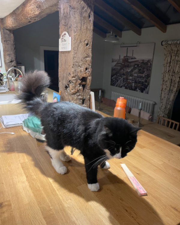 Missing Cat - Robertsbridge