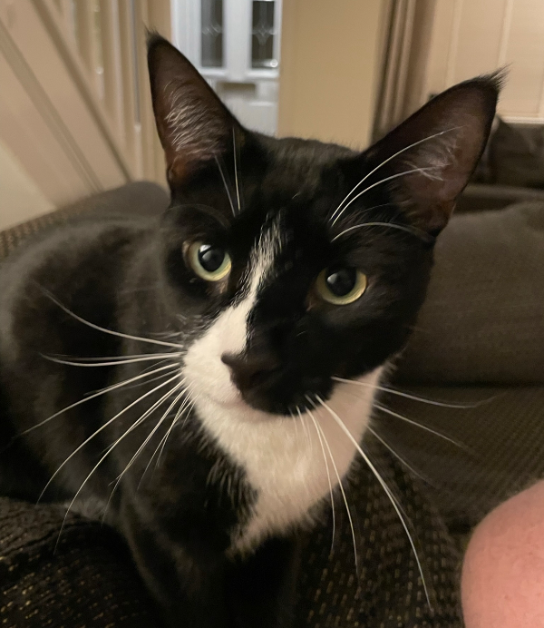 Missing Cat - Lancaster Park, MSG