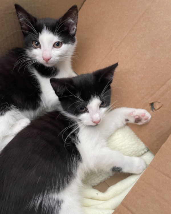 Missing Cat - Longniddry