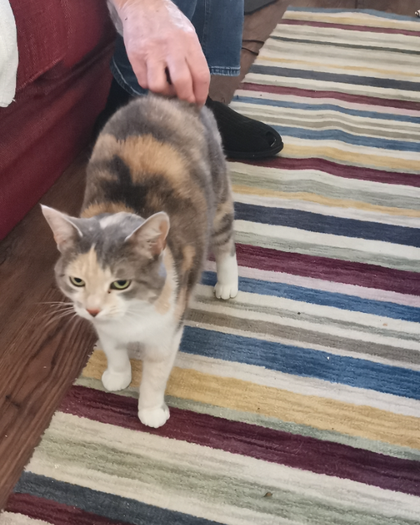 Found Cat - Bournemouth