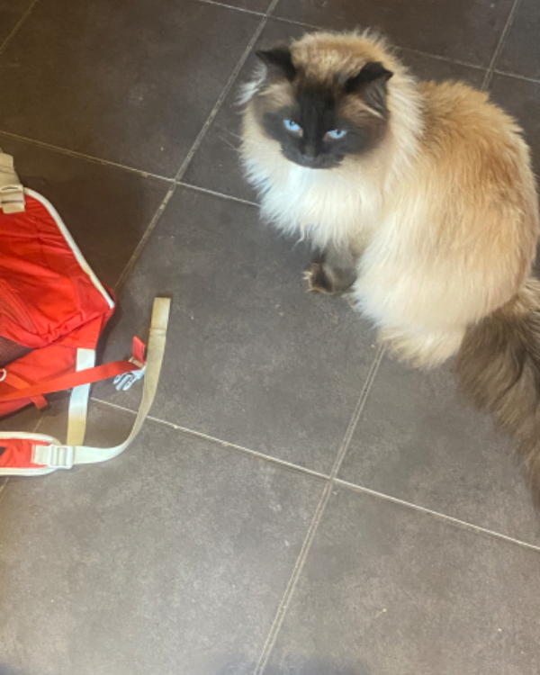 Missing Cat - Baschurch