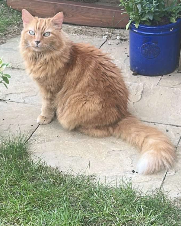 Missing Cat - Martock