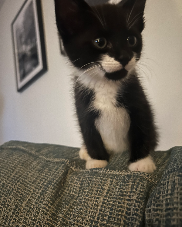 Found Cat - Stourbridge