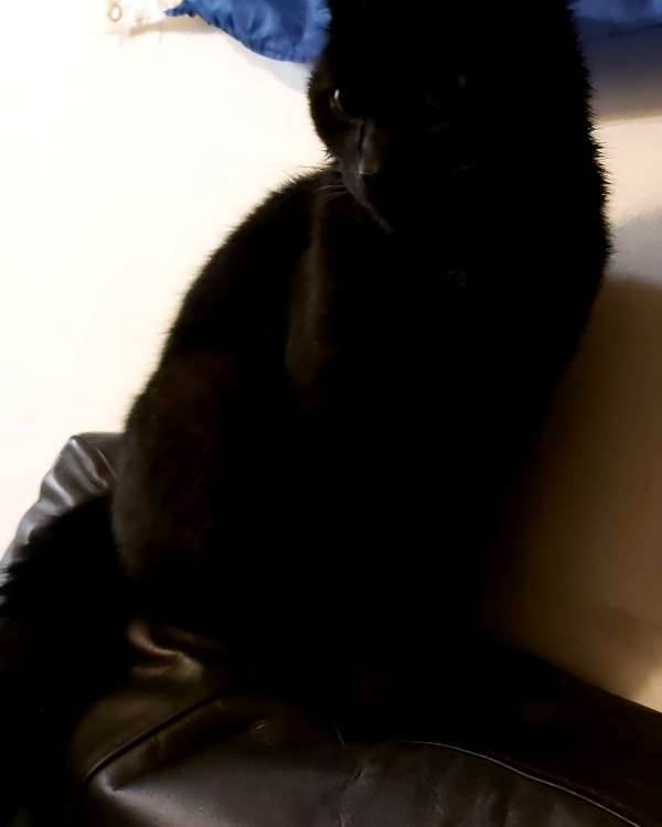 Missing Cat - Coleraine