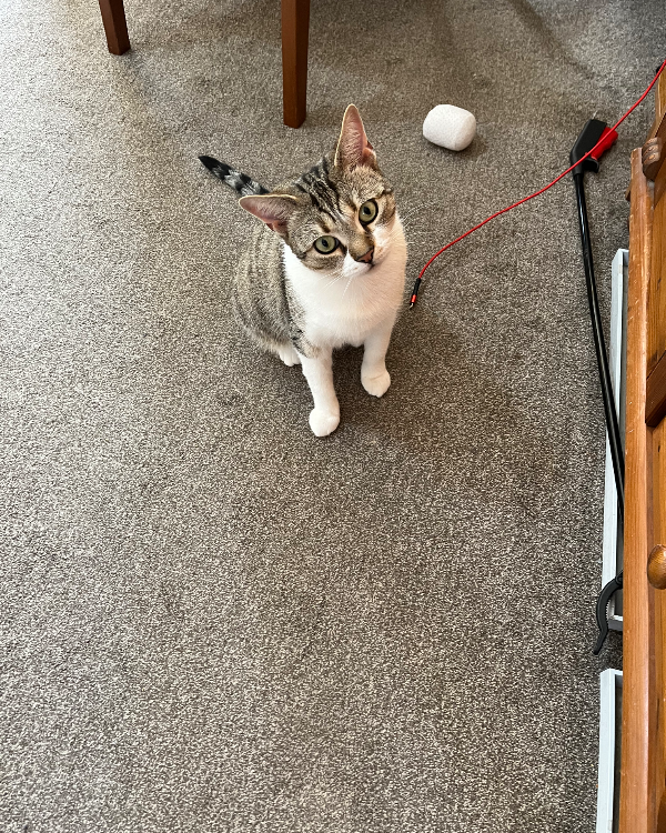 Missing Cat - Worthing
