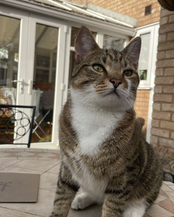 Missing Cat - Unknown