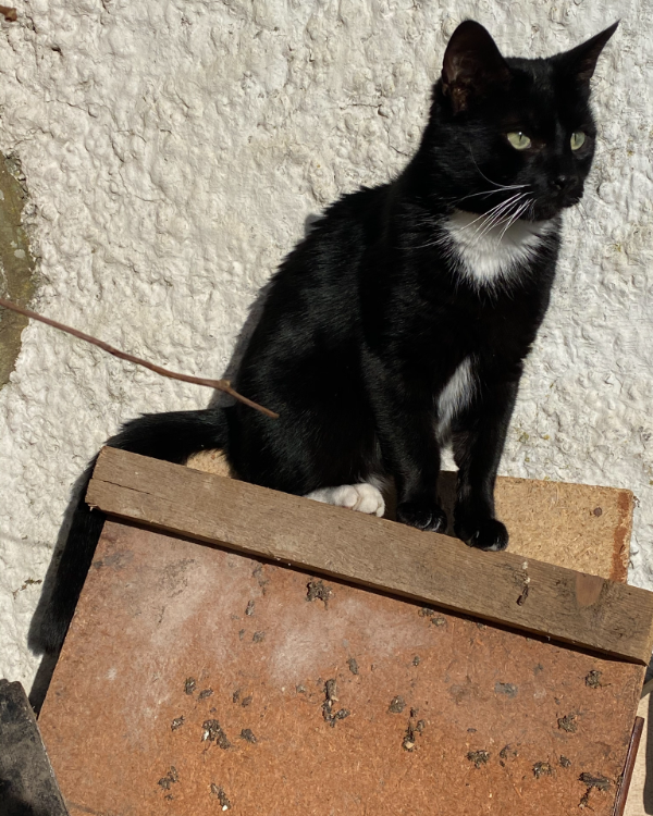 Missing Cat - Renwick