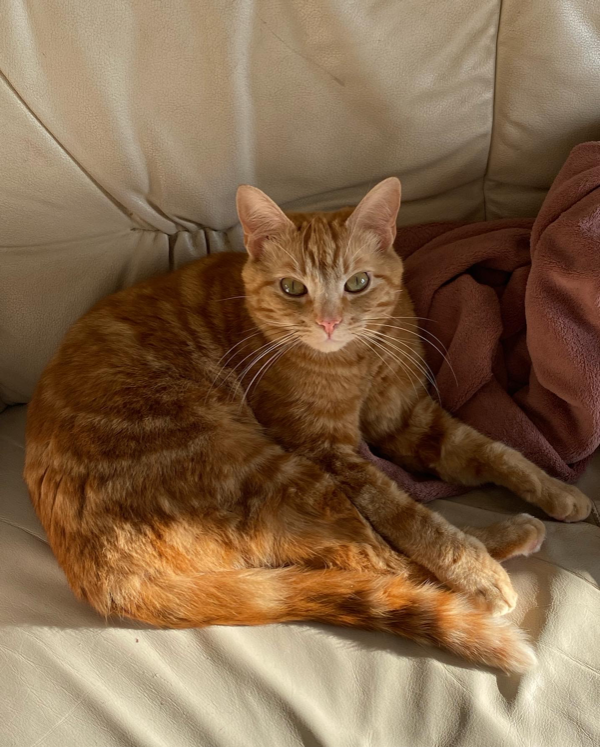 Missing Cat - Whins of Milton