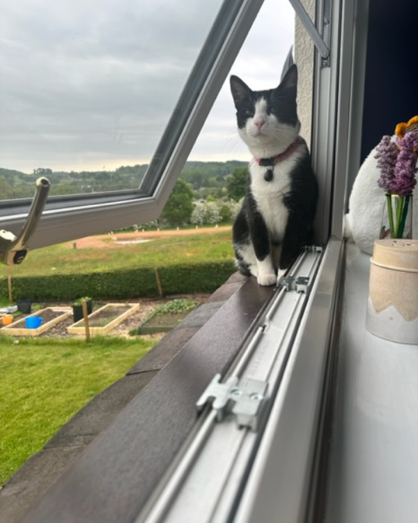 Missing Cat - Whitmore