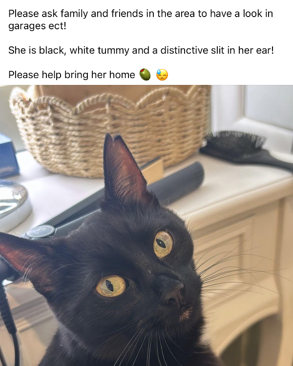 Missing Cat - Scalby