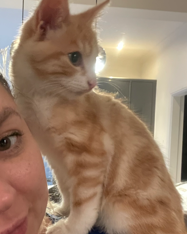 Missing Cat - Newbridge