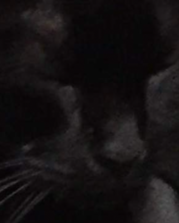 Missing Cat - Moretonhampstead