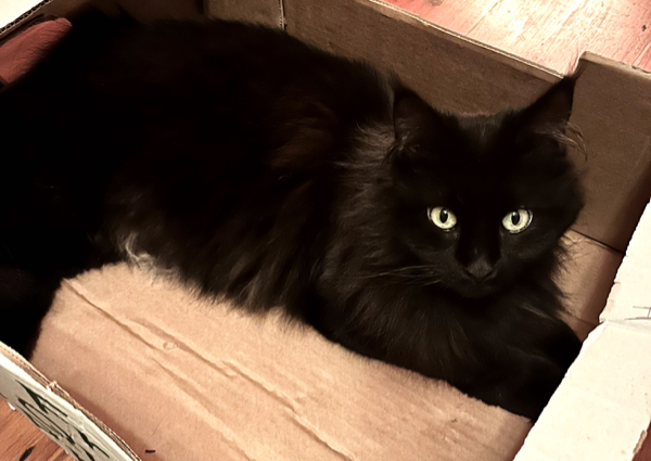 Missing Cat - Richmond